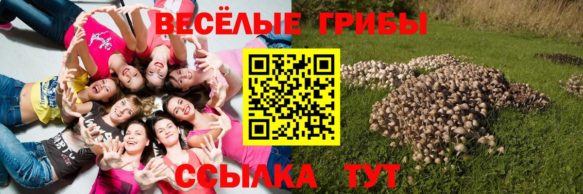 Псилоцибиновые грибы Psilocybe Гусиноозёрск